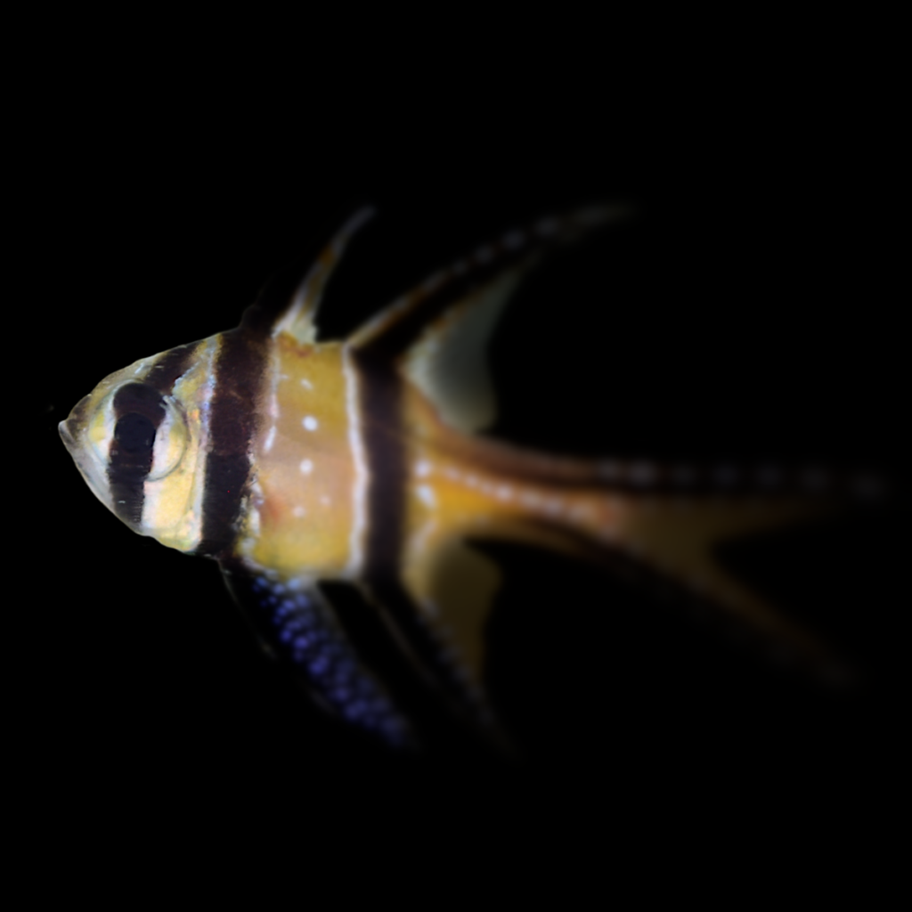 Pterapogon kauderni S