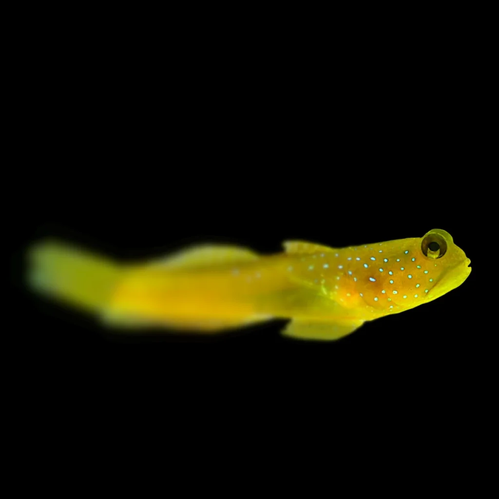Cryptocentrus cinctus