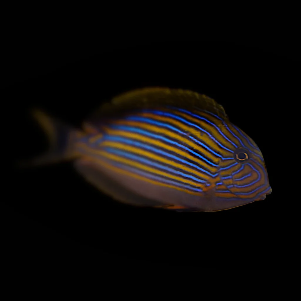 Acanthurus Lineatus M