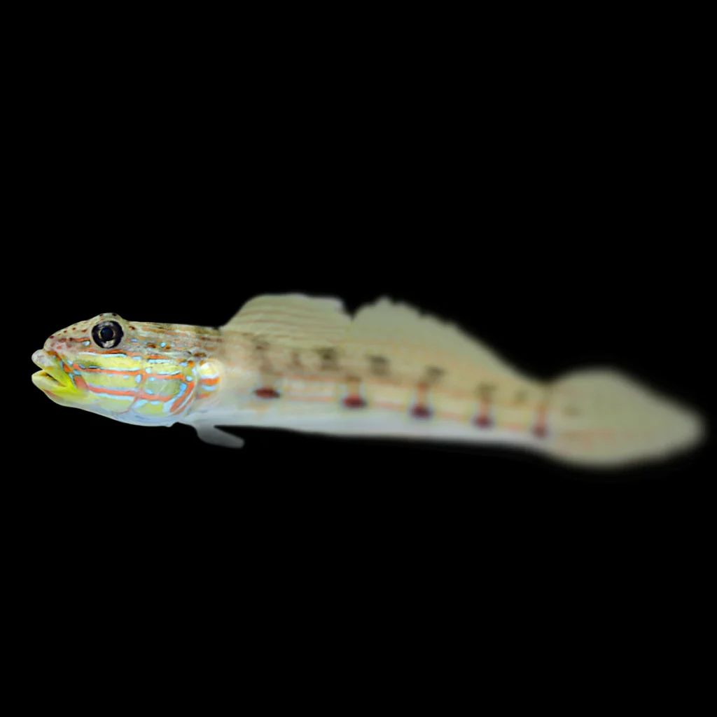 Valenciennea puellaris