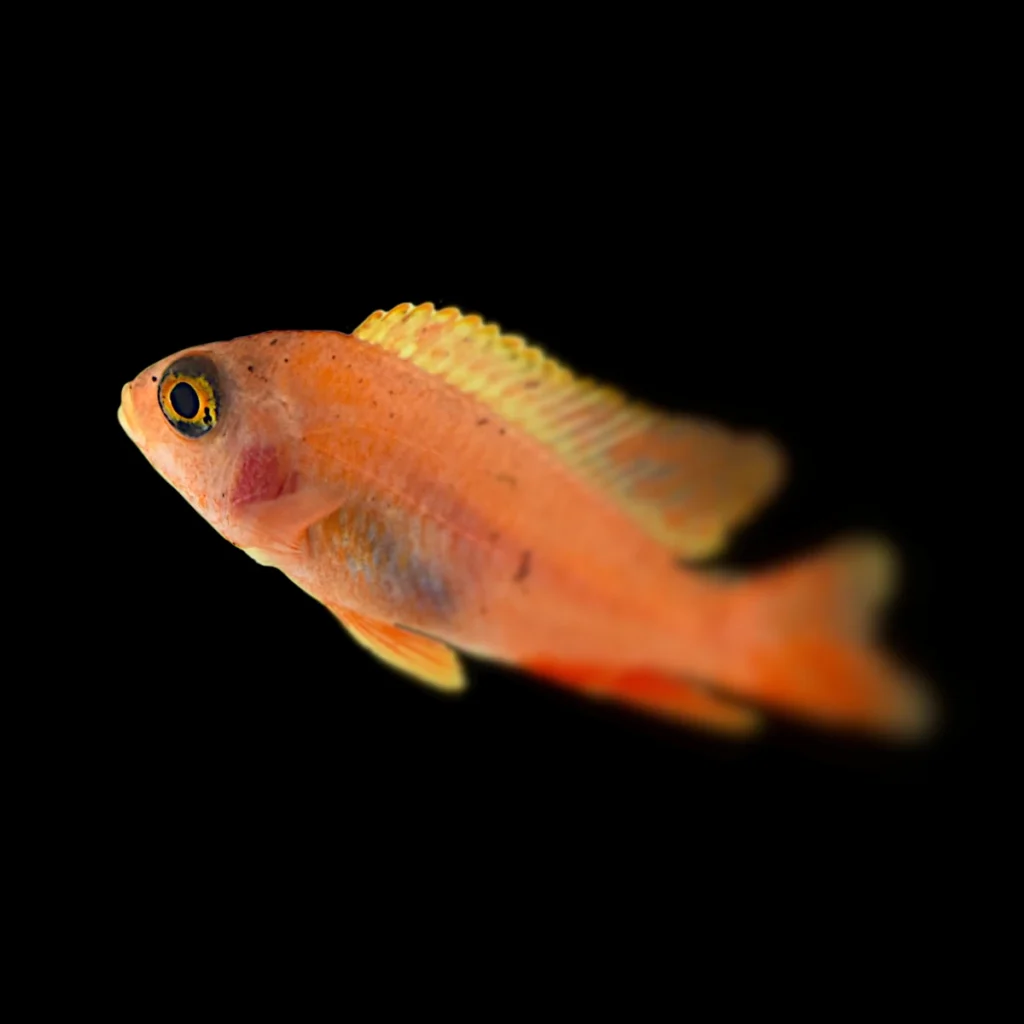 Apistogramma cacatuoides double red