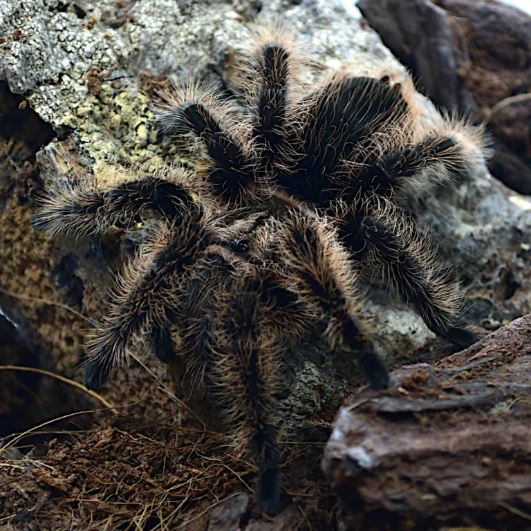 Tliltocatl albopilosus