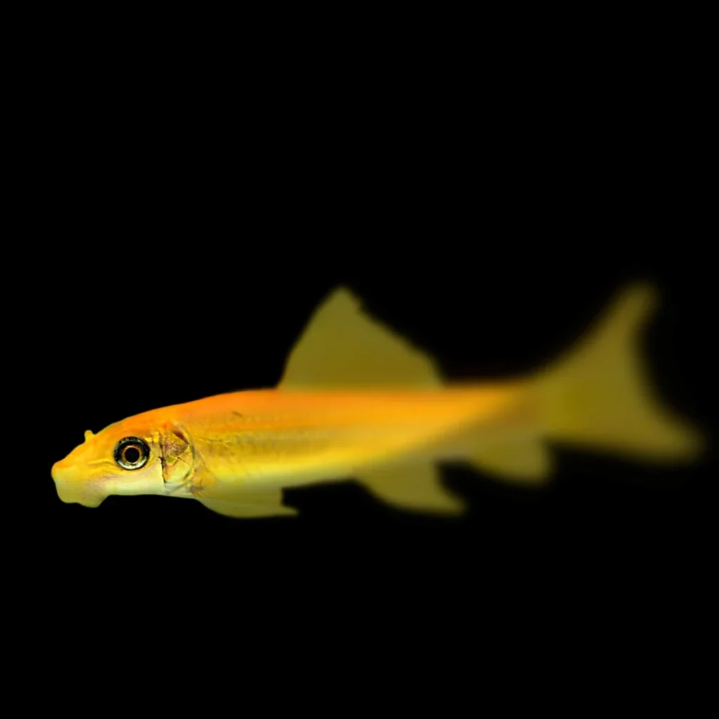 Gyrinocheilus aymonieri 'Gold'