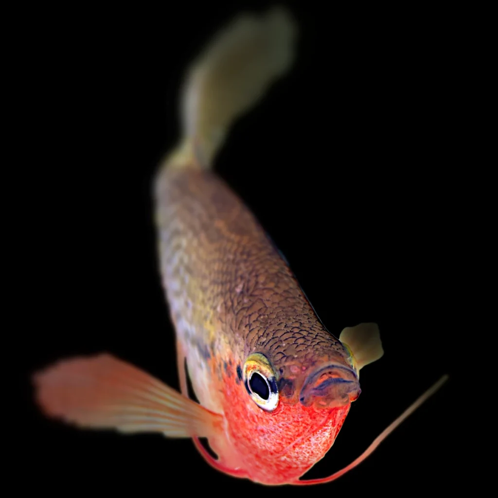 Trichogaster chuna