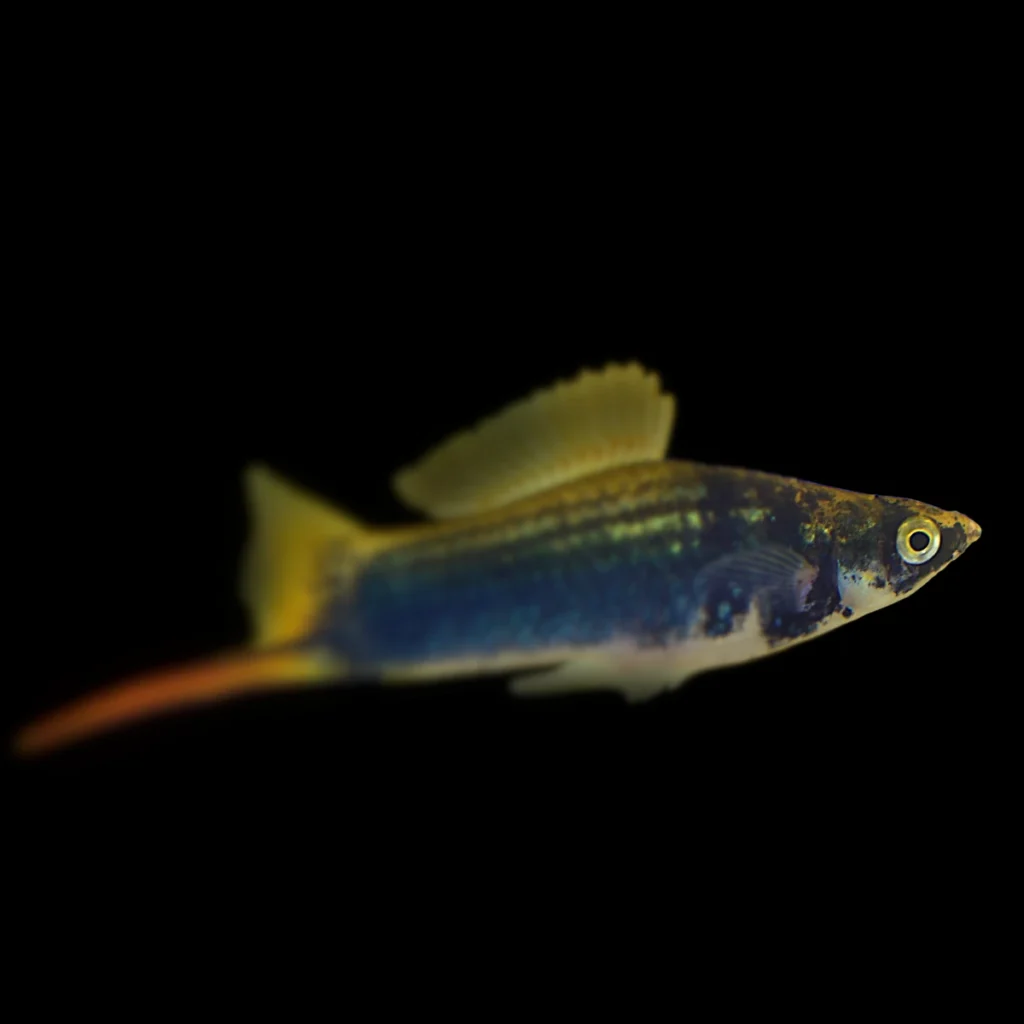 Xiphophorus helleri (weloniasty)