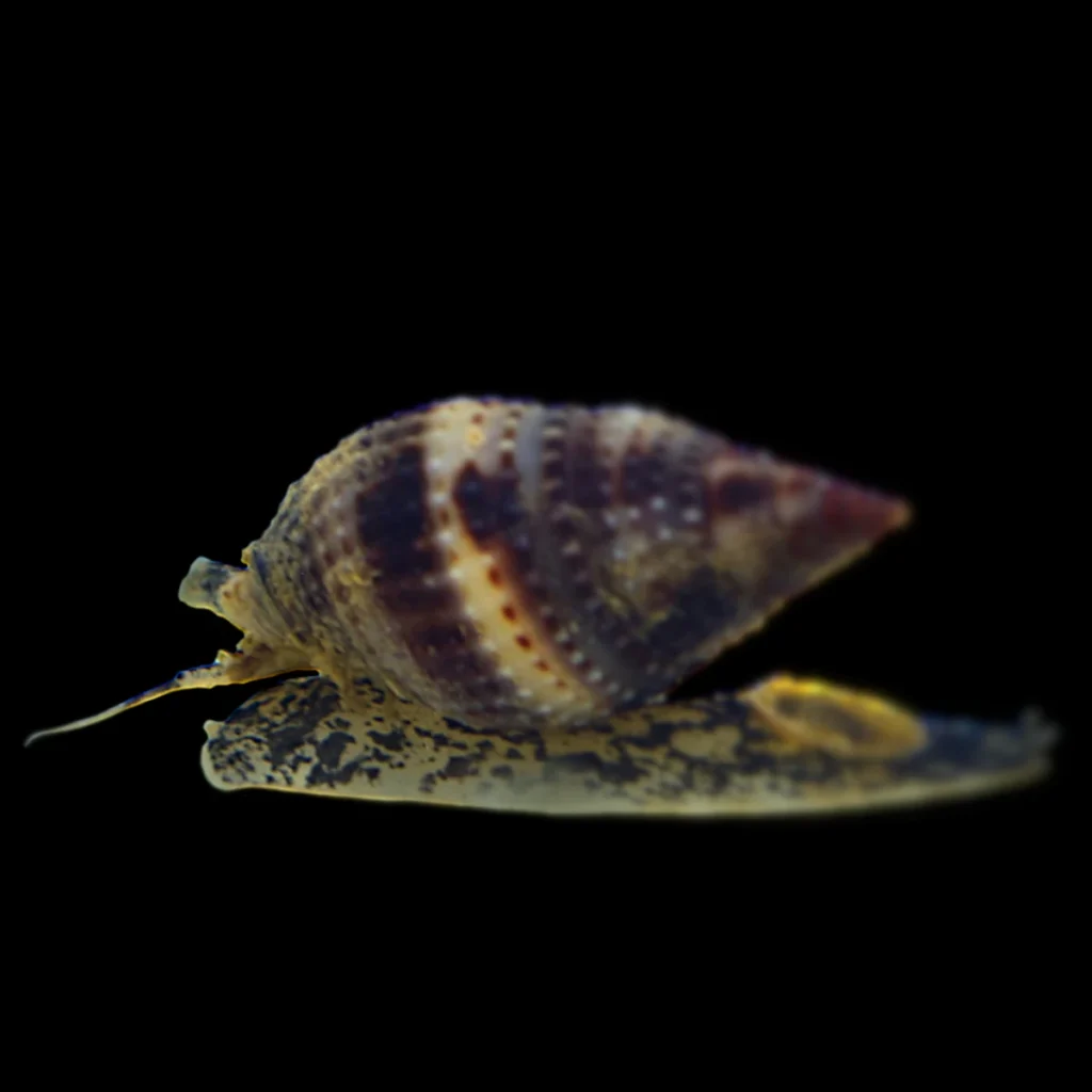 Brotia pagodula