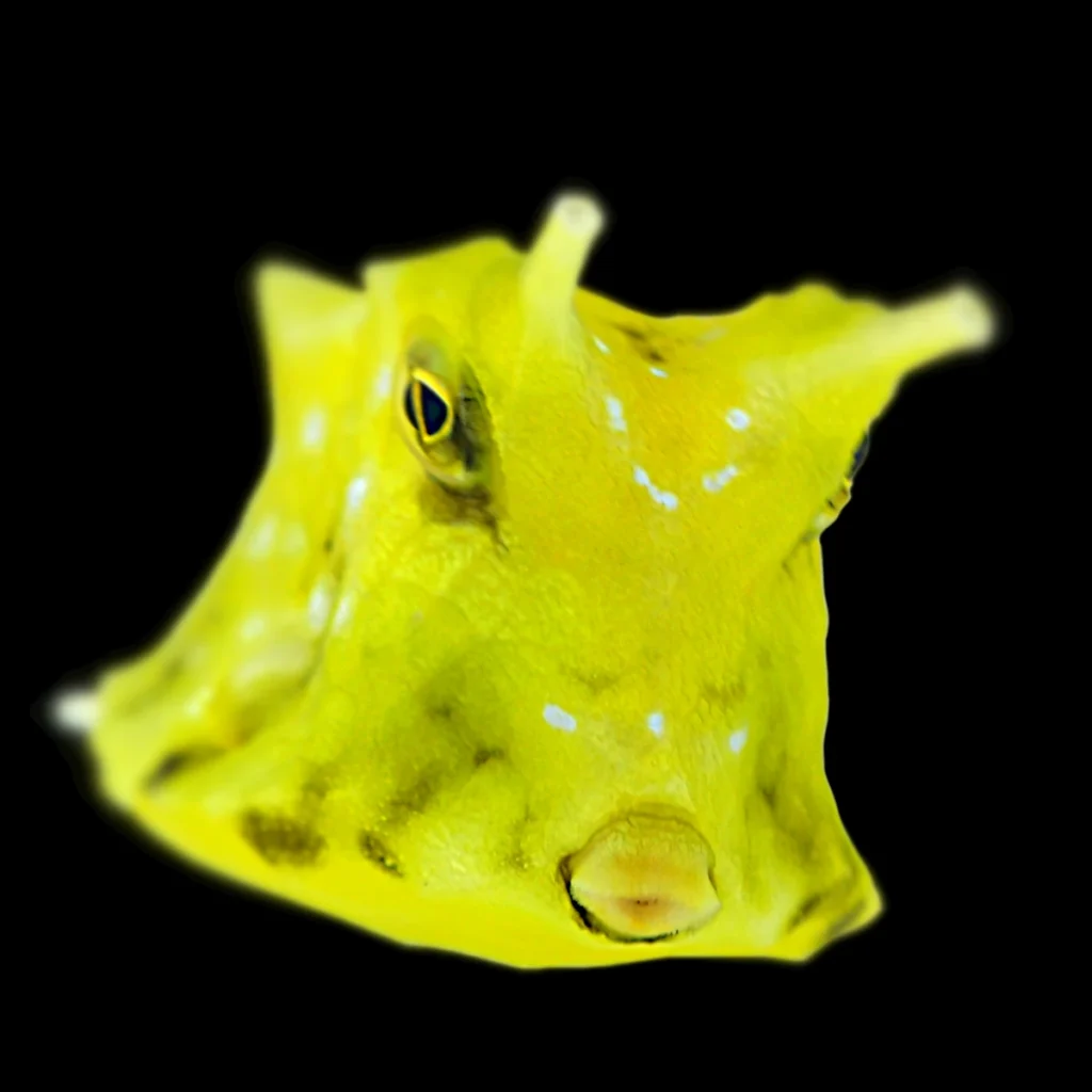 Lactoria cornuta L