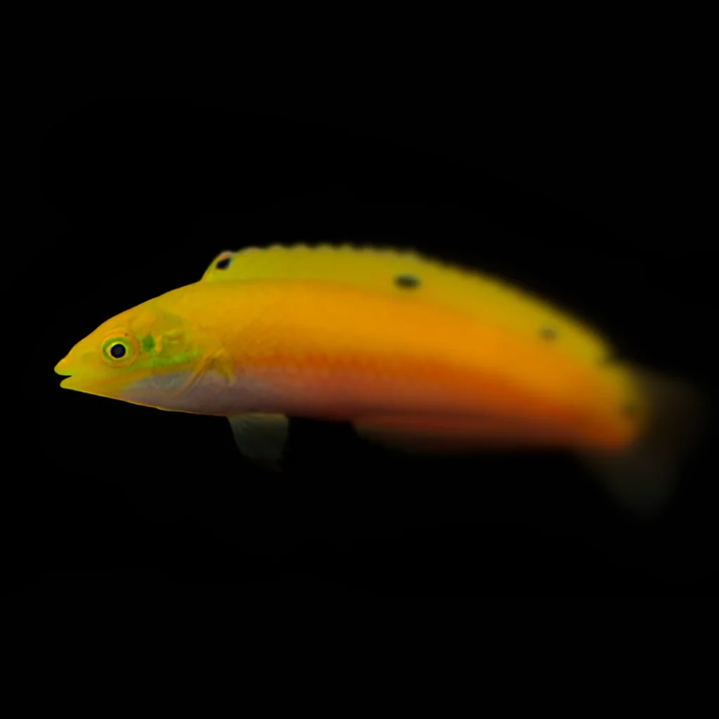 Halichoeres chrysus