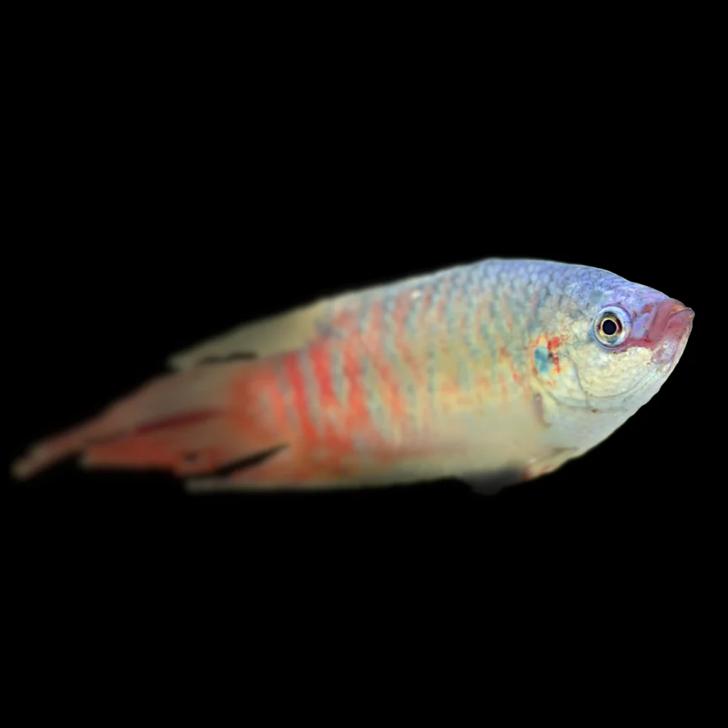 Macropodus opercularis
