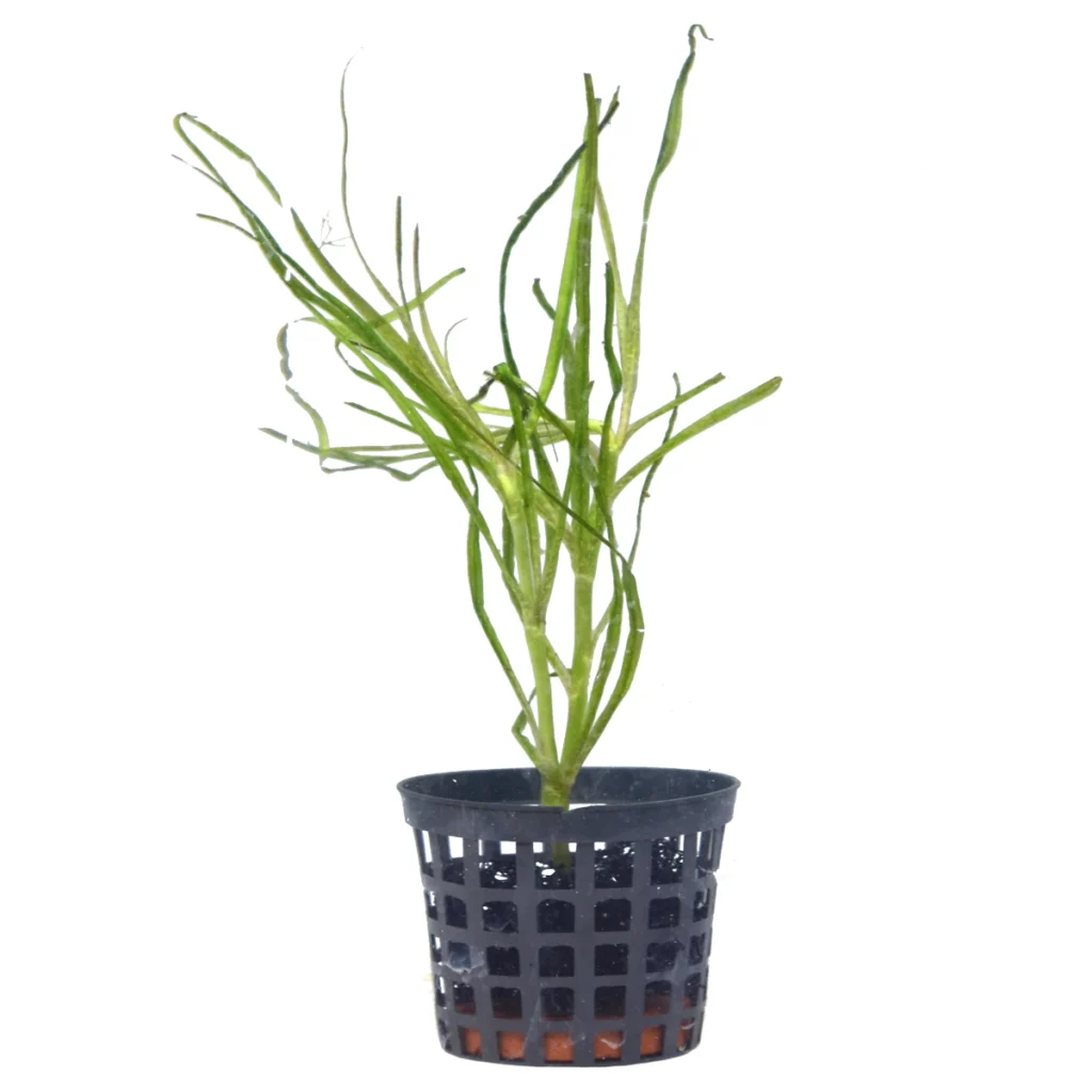 Vallisneria spiralis