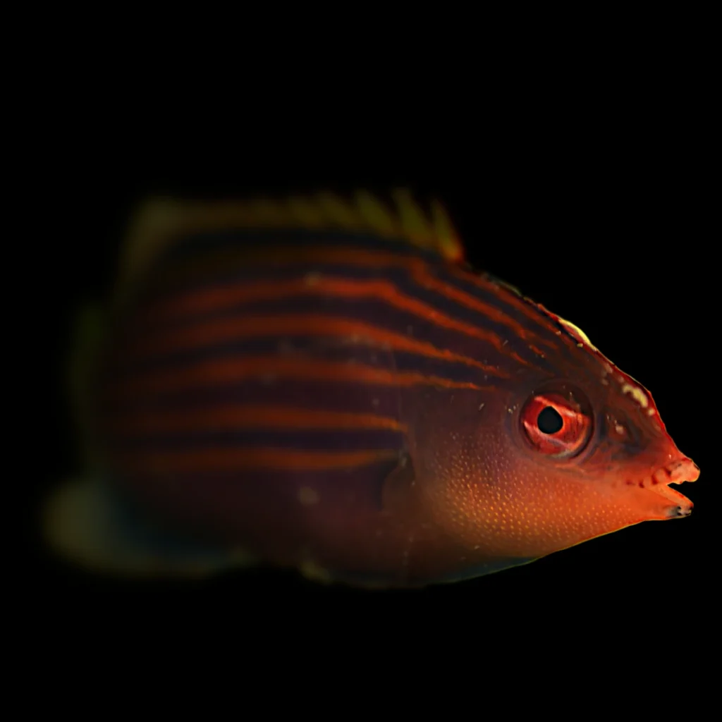 Pseudocheilinus hexataenia
