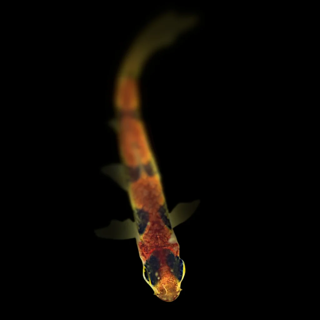 Stiphodon ornatus
