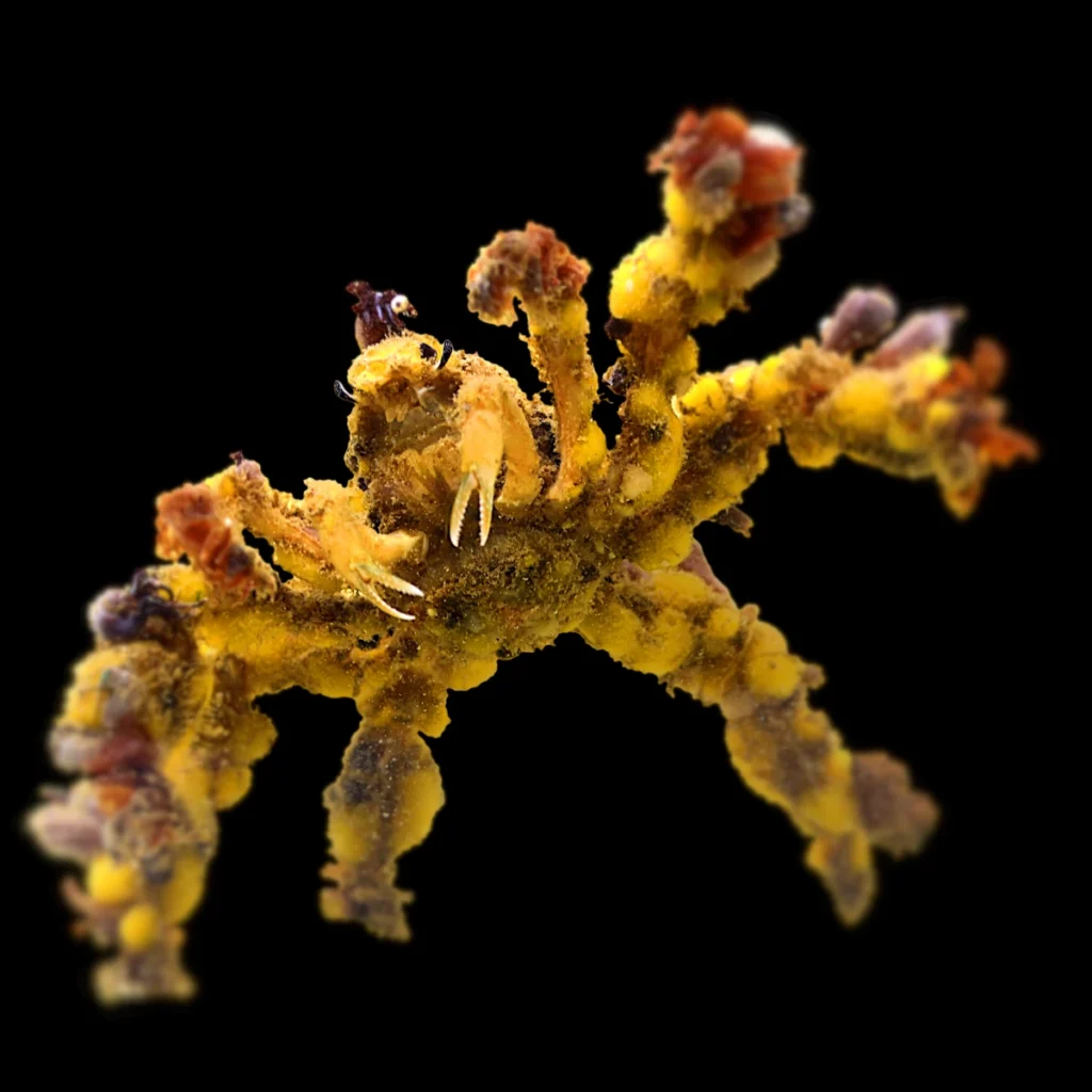 Camposcia retusa
