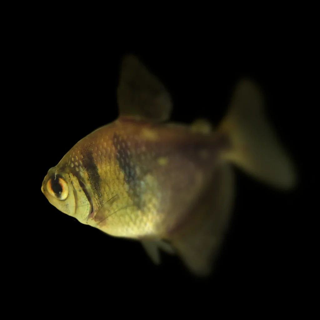 Gymnocorymbus Ternetzi