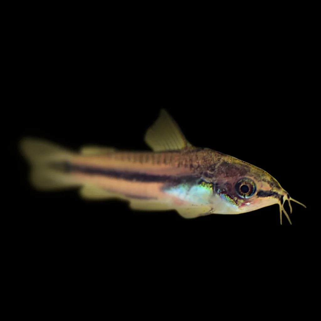 Corydoras Pygmaeus