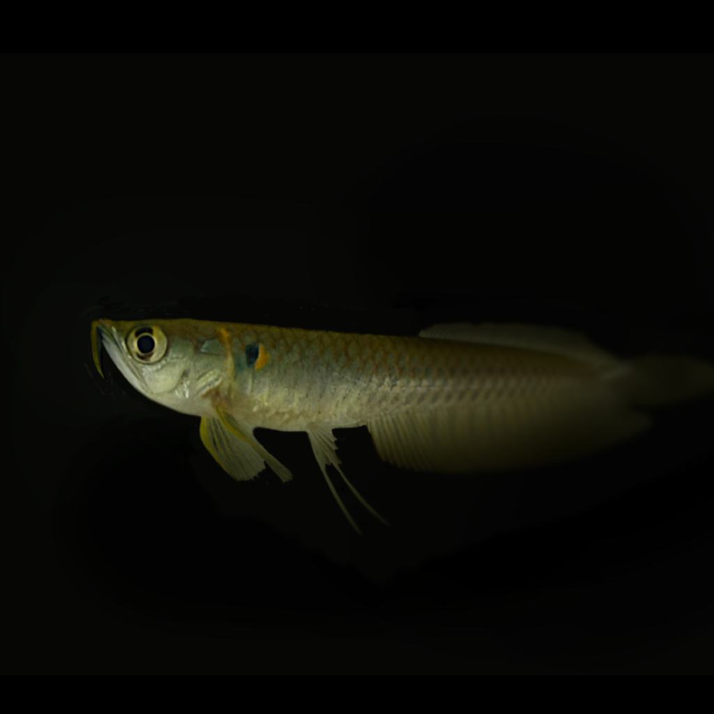 Osteoglossum bichirrhosum