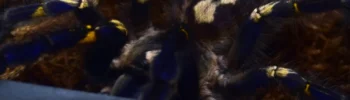 Acanthoscuria geniculata