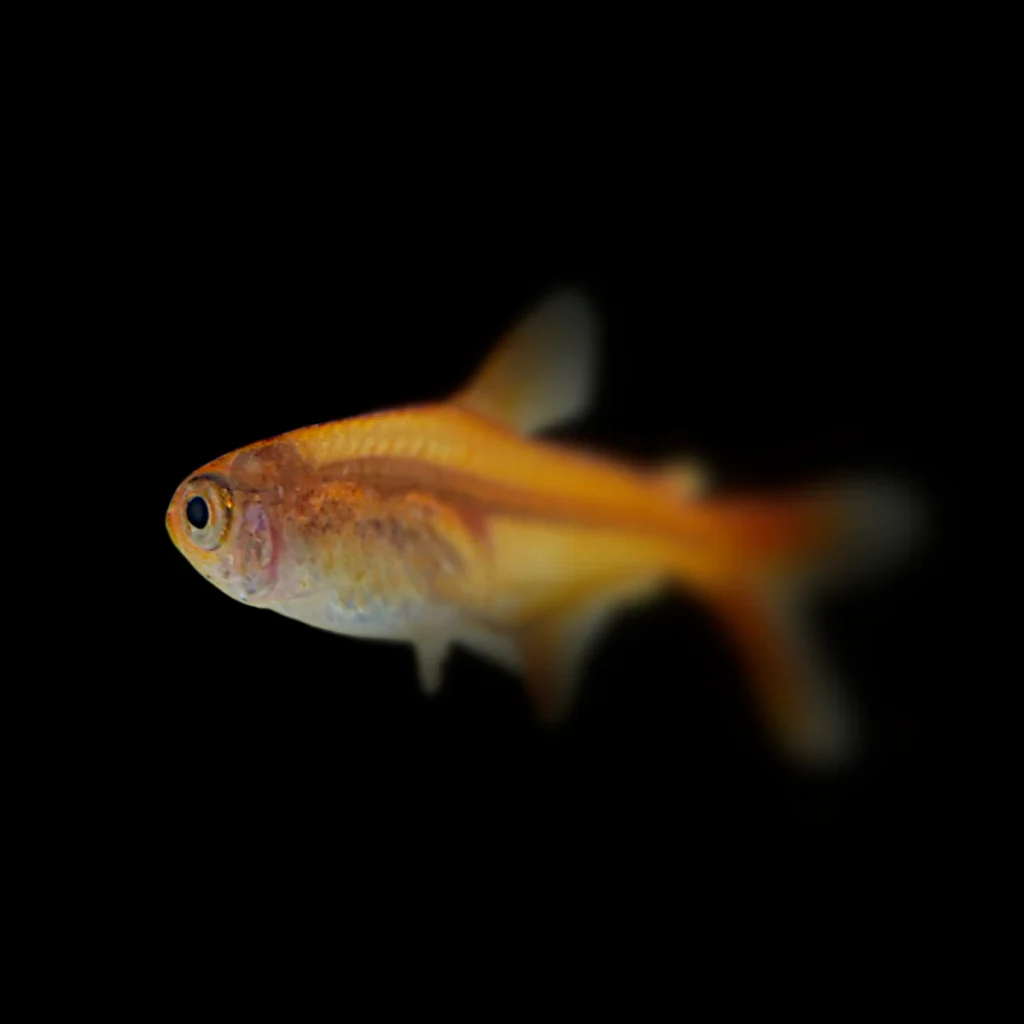 Hyphessobrycon Amandae
