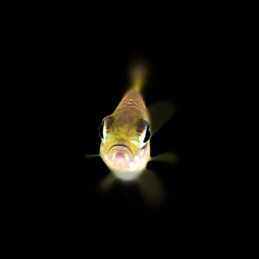 Tateurndina ocellicauda