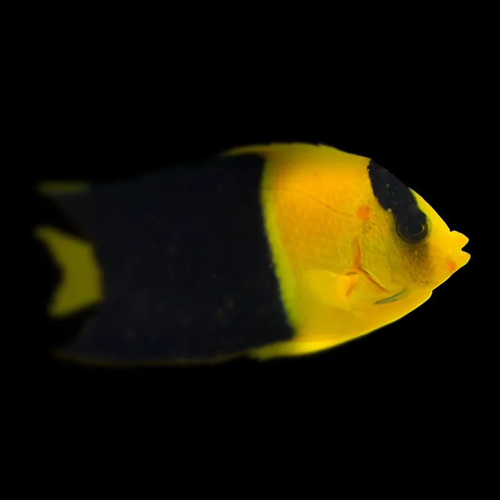 Centropyge bicolor M