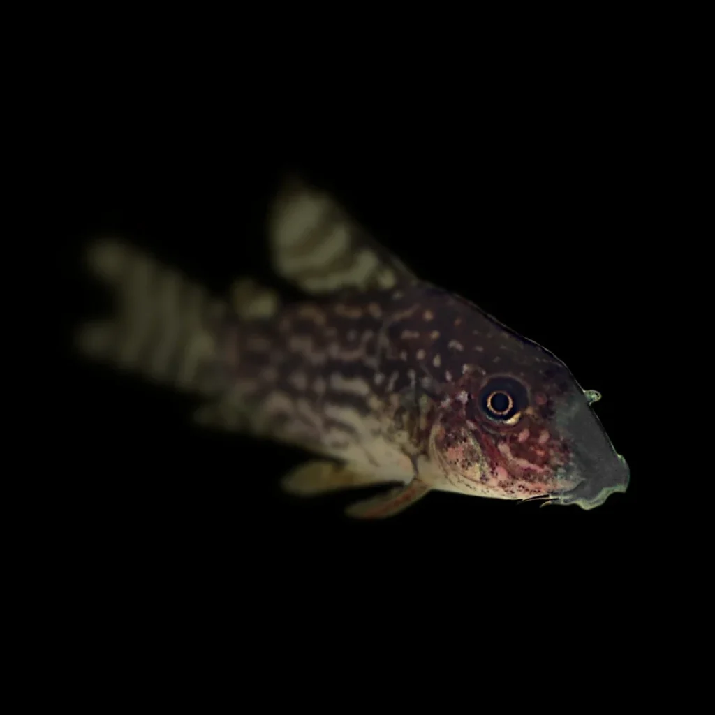 Corydoras Sterbai
