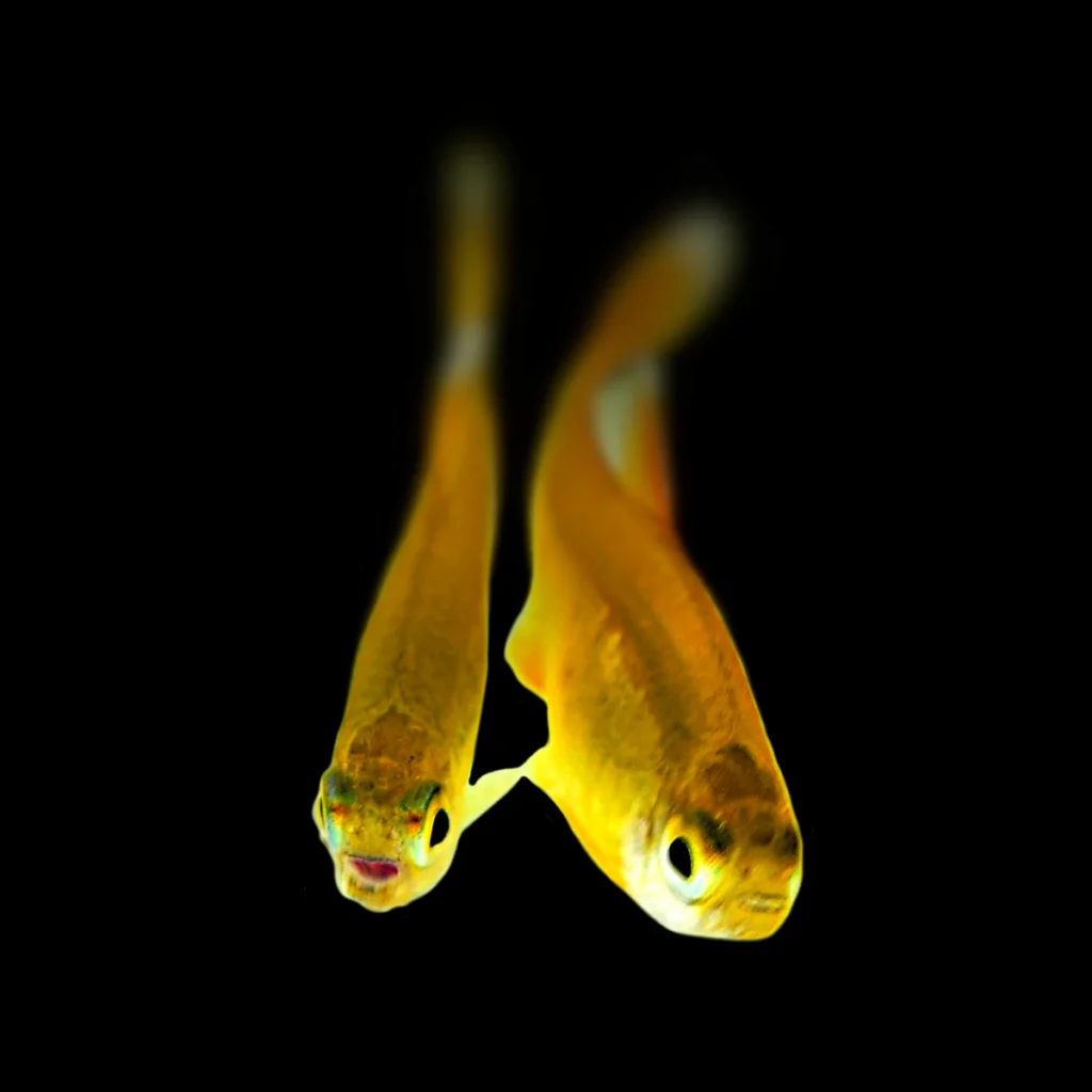 Tanichthys albonubes