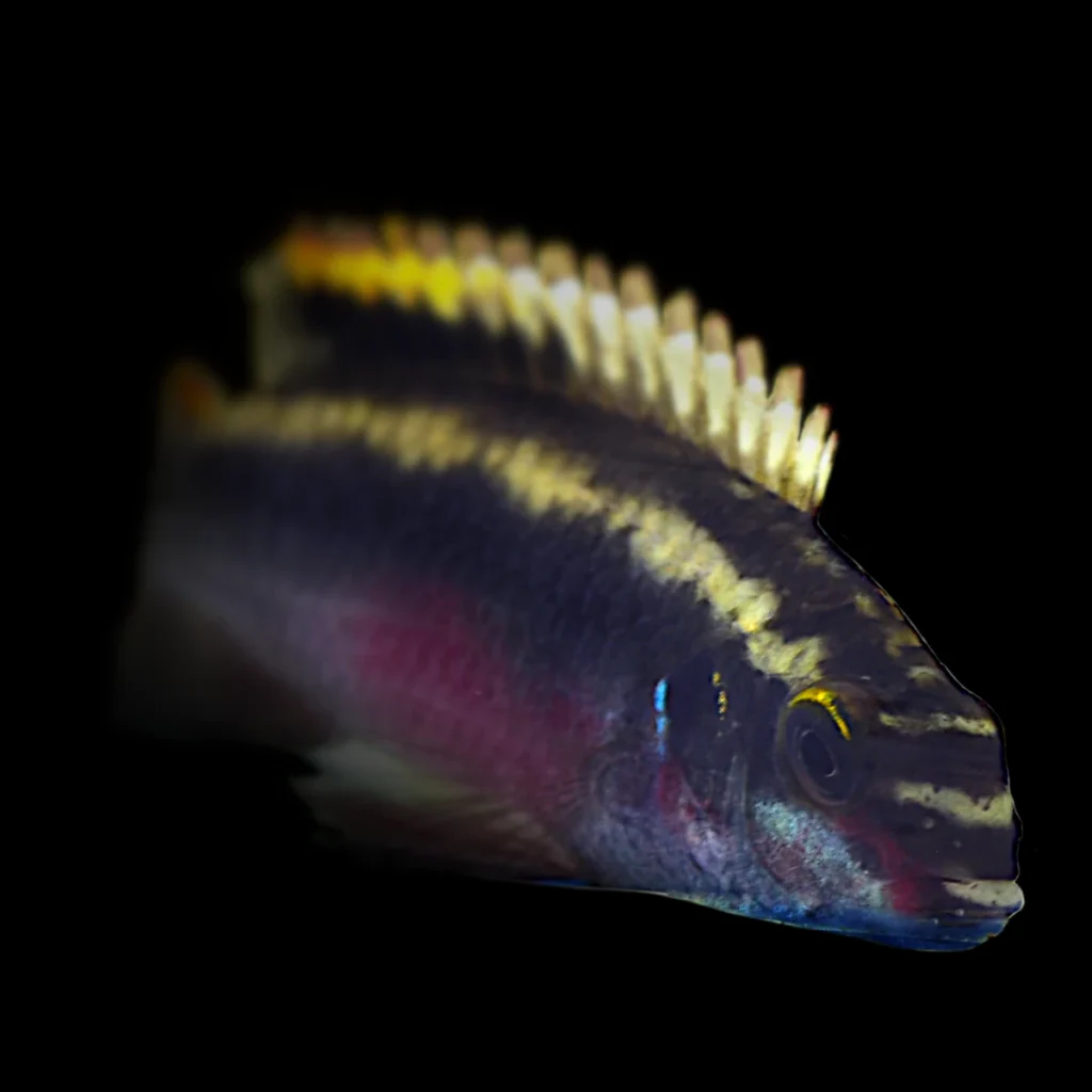 Pelvicachromis pulcher ADULT