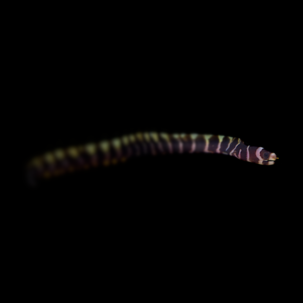 Pangio Kuhli