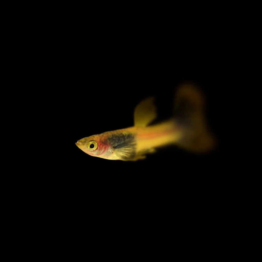 Poecilia reticulata