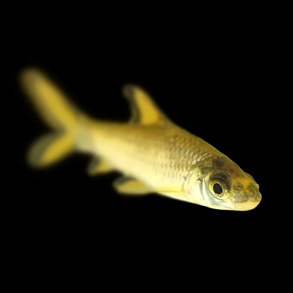 Balantiocheilos melanopterus