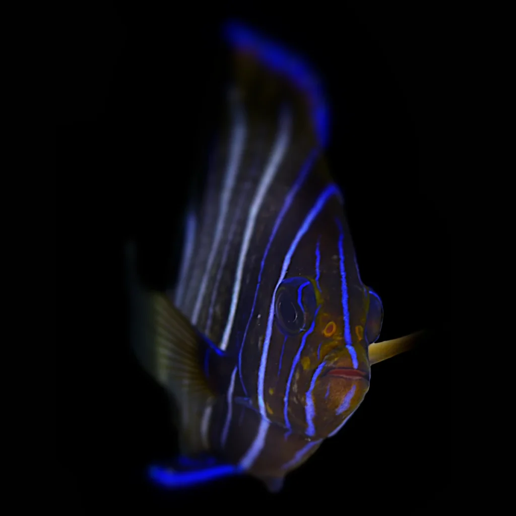 Pomacanthus semicirculatus JUVENILE