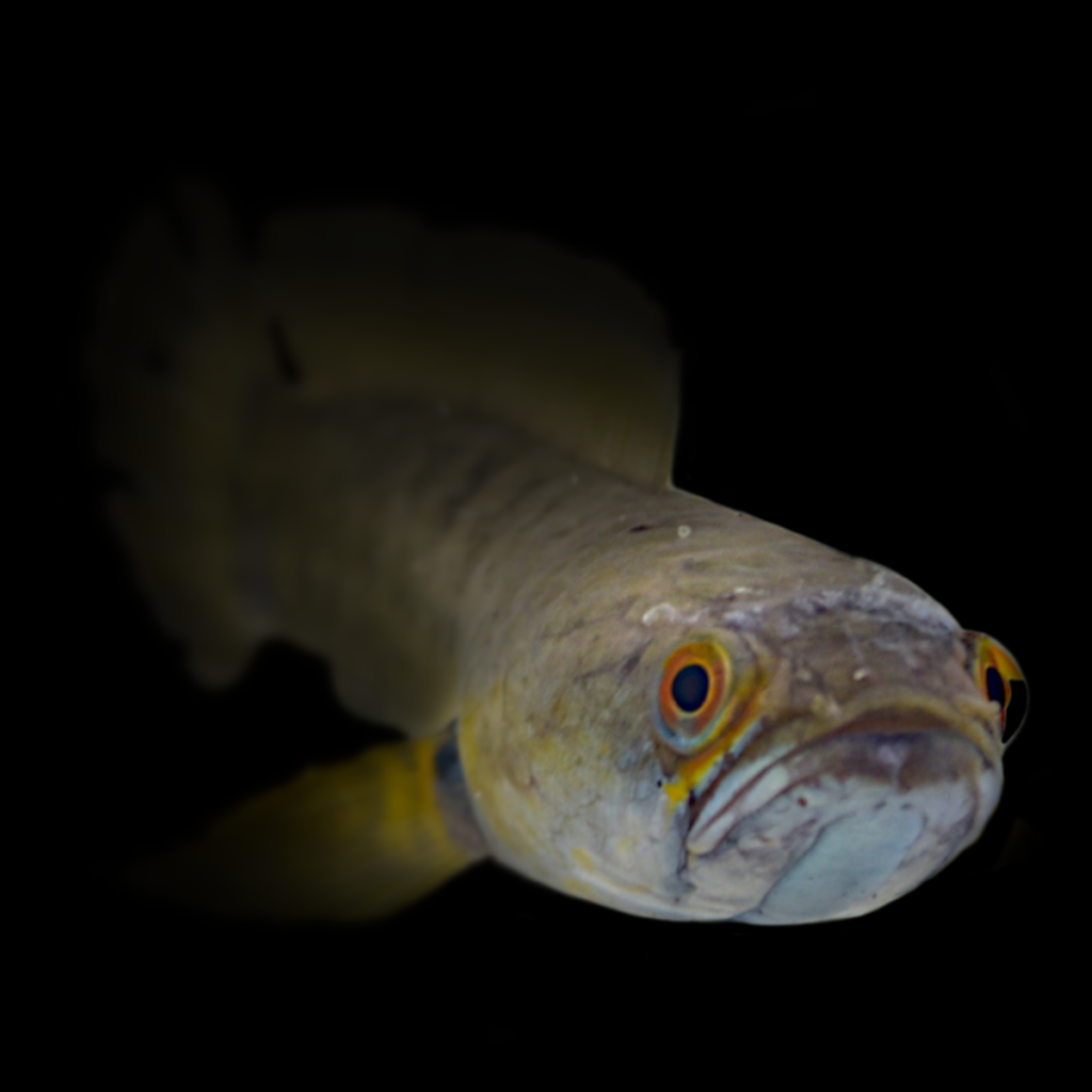 Channa limbata