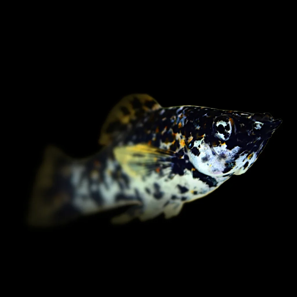 Poecilia sphenops
