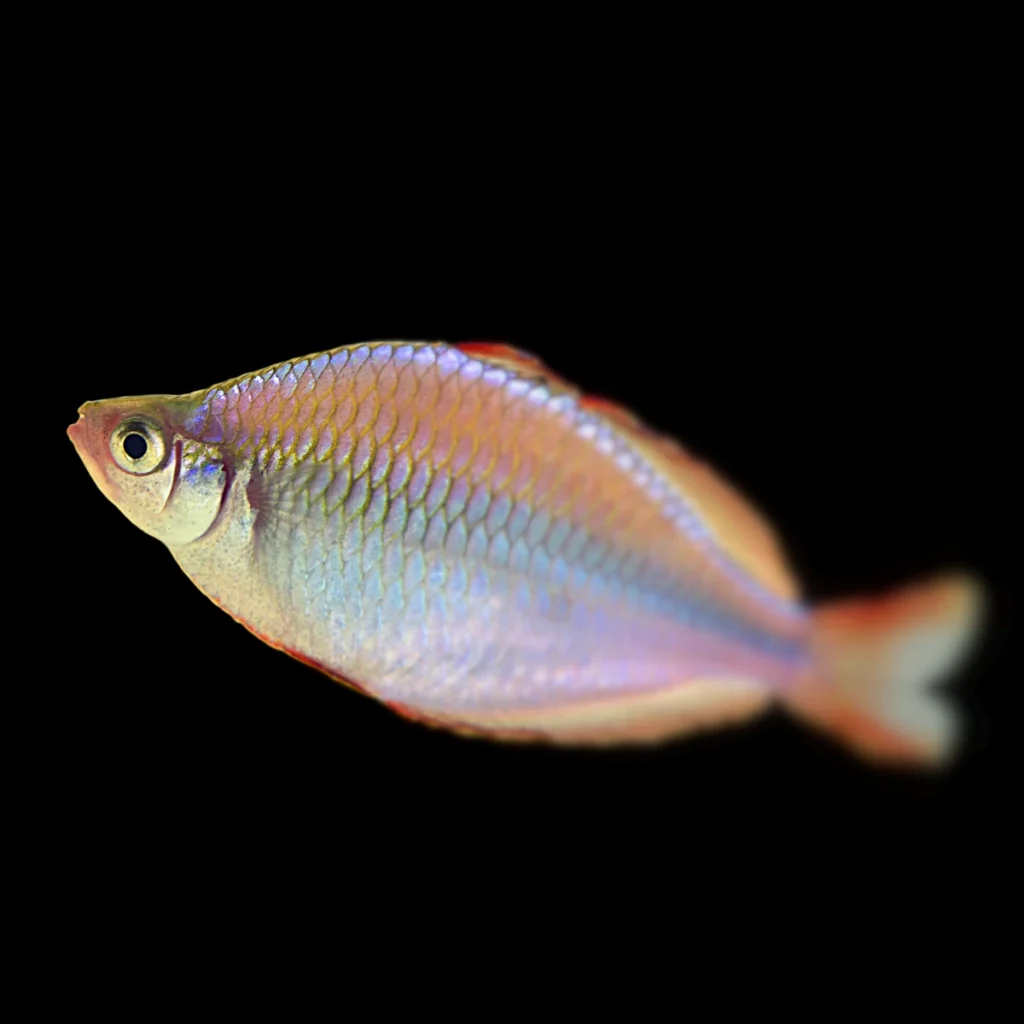 Melanotania boesemani