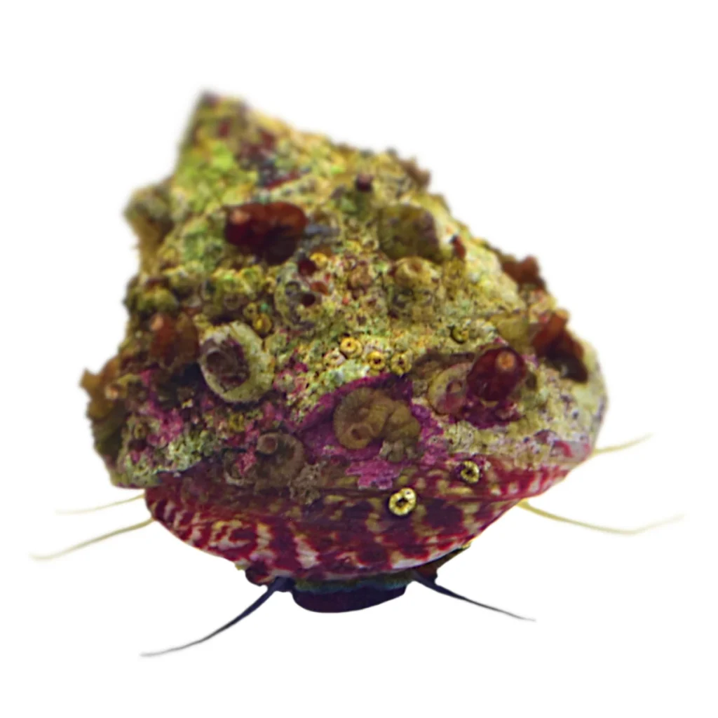 Nemateleotris decora
