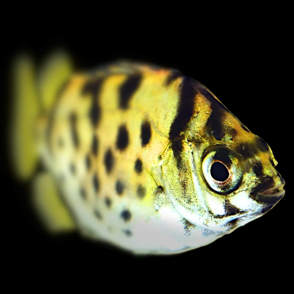 Scatophagus Argus