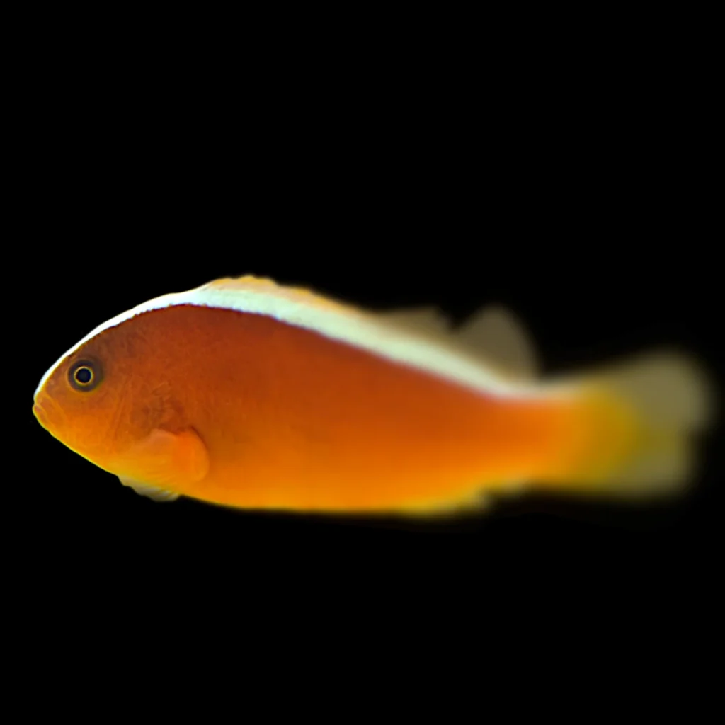 Amphiprion sandaracinos