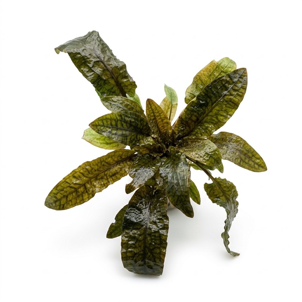 Cryptocoryne hudori
