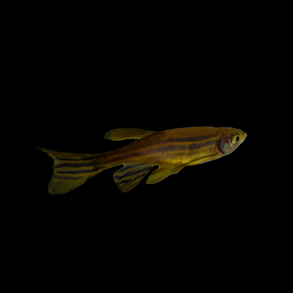 Danio rerio