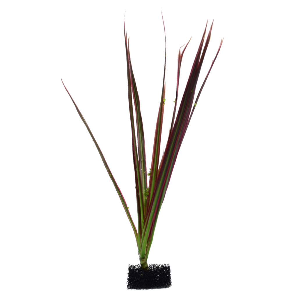 Dracena marginata - bukiet