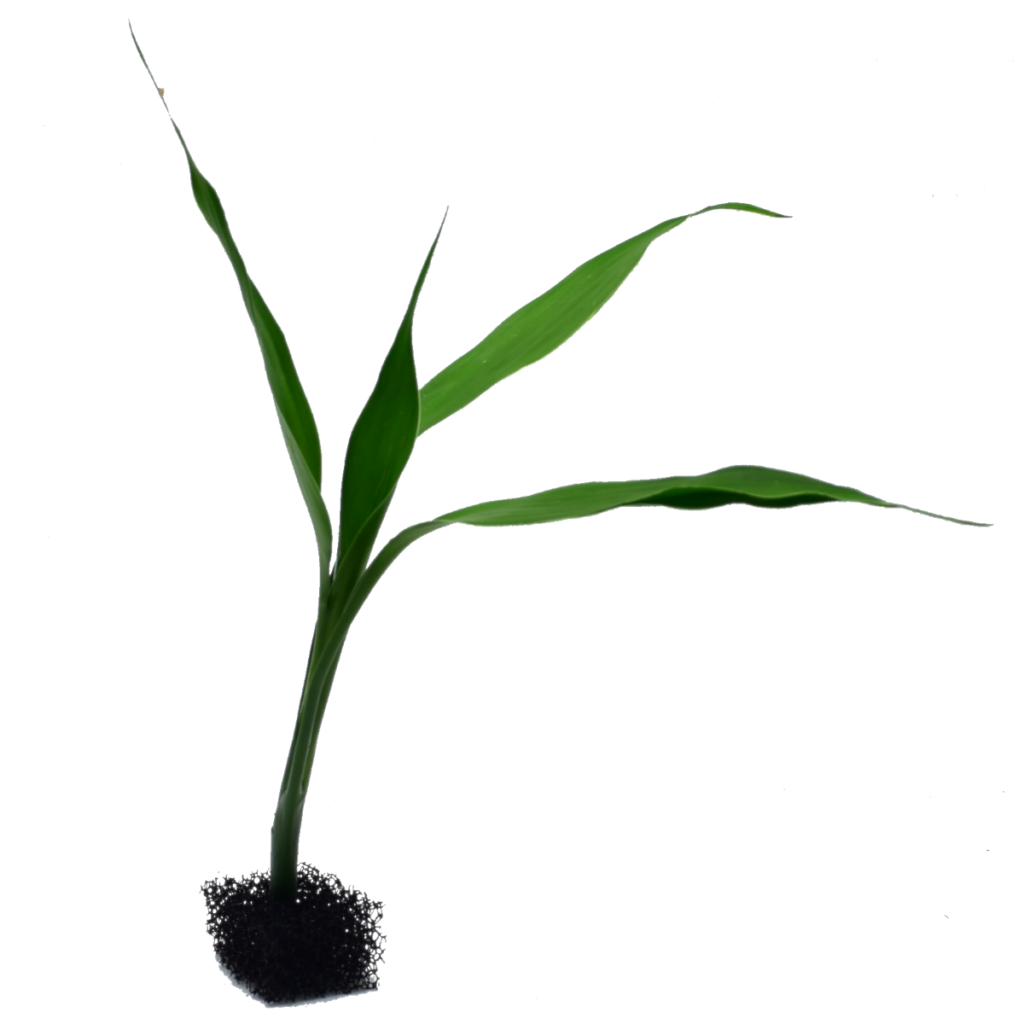 Dracena deremensis
