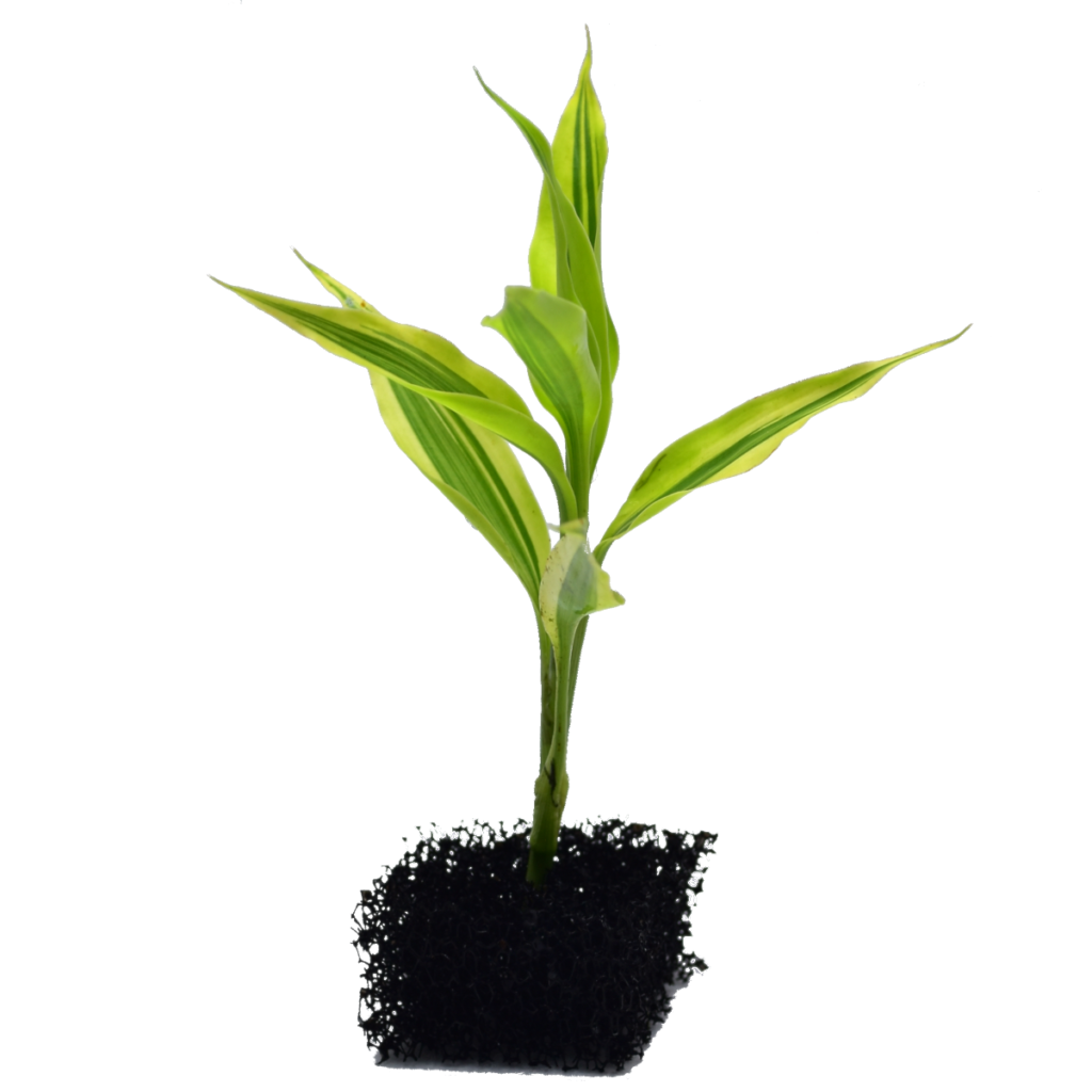 Dracena variegata - bukiet