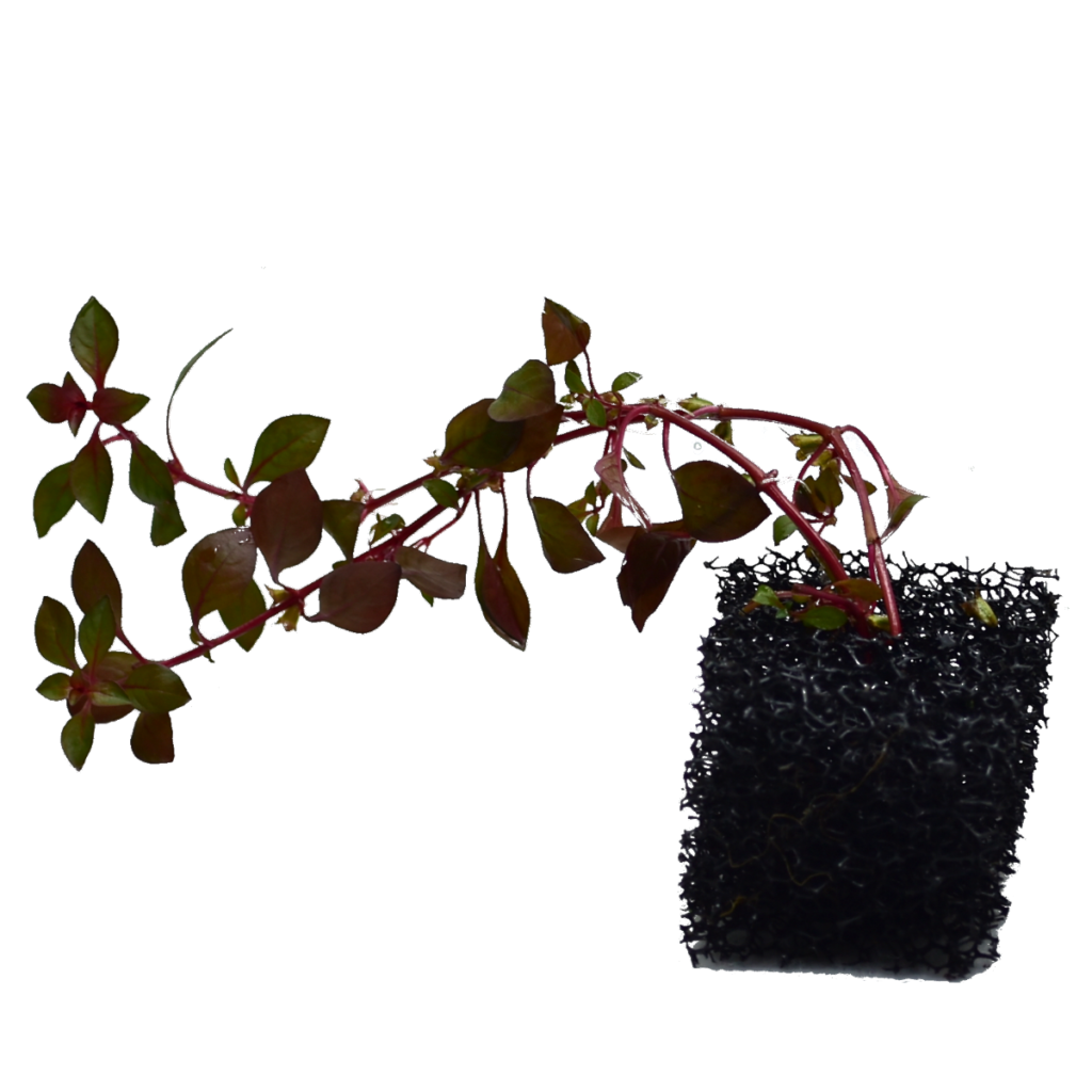 Ludwigia sp. 'Red'