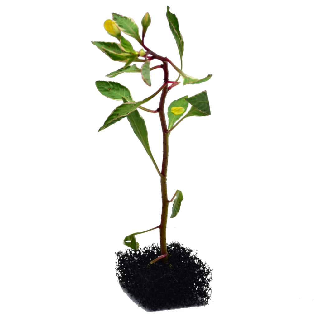 Ludwigia sp. 'White'