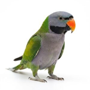 Papuga: psittacula durbiana