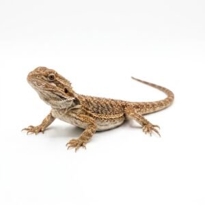 Pogona viticeps