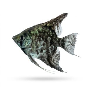 Pterophylum scalare