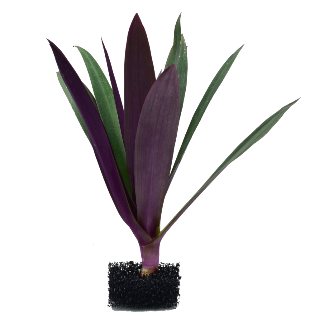 Rhoeo discolor - bukiet