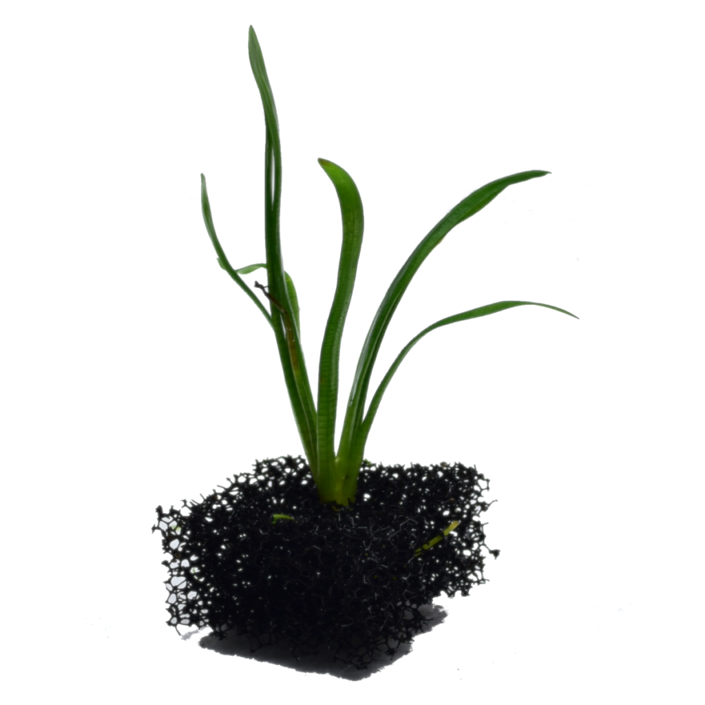 Zdjęcie pozycji Sagittaria subulata