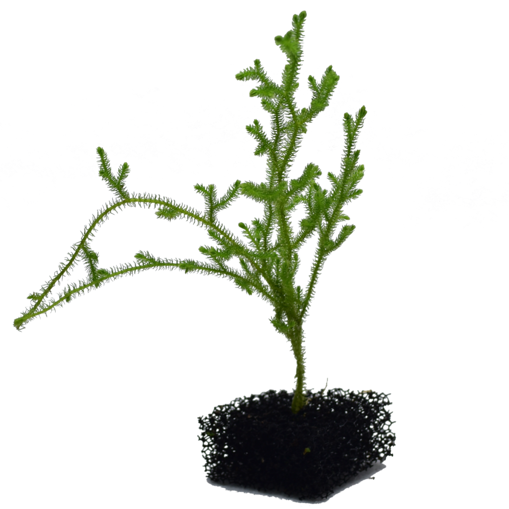 Zdjęcie pozycji Selaginella sp. - bukiet
